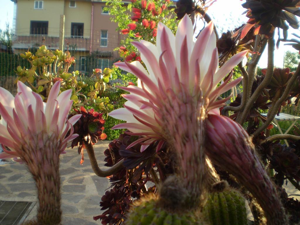 Il Giardino Di Emilio Bed and Breakfast Marrùbiu Eksteriør billede