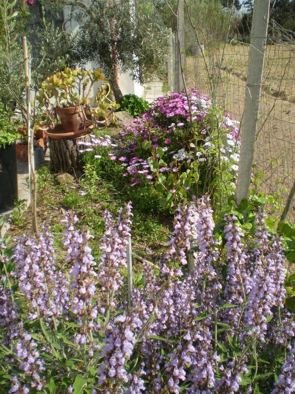 Il Giardino Di Emilio Bed and Breakfast Marrùbiu Værelse billede